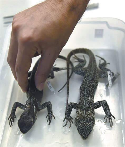 A Scientist Shows Two Enyalioides Rubrigularis Lizards In