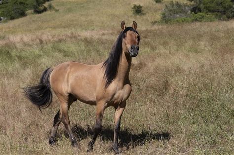 meet  real life mustang  inspired spirit stallion   cimarron