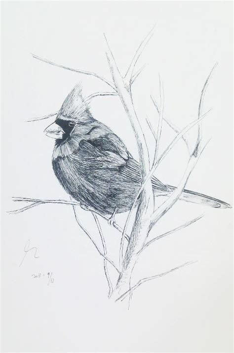 cardinal bird cardinal birds drawings bird