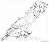 Cockatoo Coloring Step Parrot نقاشی طوطی برای ساده Galah Supercoloring sketch template