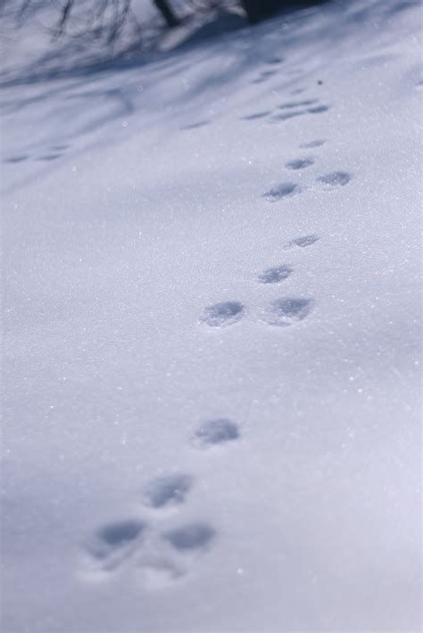 quiz   identify  animals   snow tracks