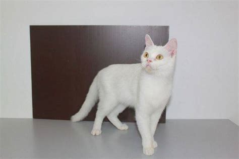 solid white kitten  sale adoption  kuala lumpur  adpostcom classifieds malaysia