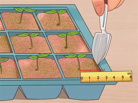 grow flowers  seed  pictures wikihow