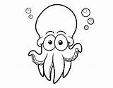 Octopus Spotted Atlantic Coloring Coloringcrew sketch template