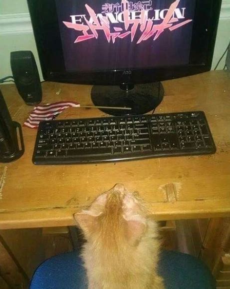 Dont Show Your Cat On Twitter Watching Anime For The First Time