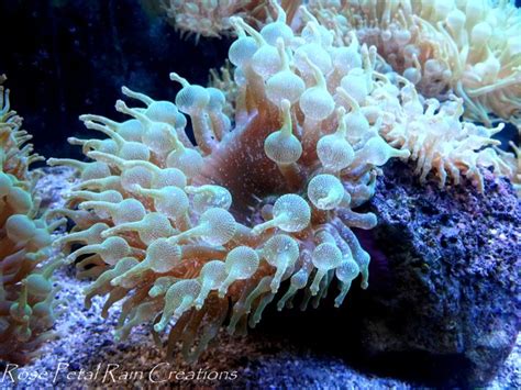 coral reef  underwater life coral reef reef