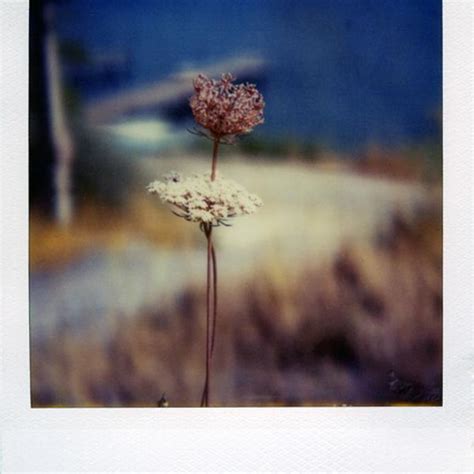 photography polaroid instant film summer time by marianne le carrour