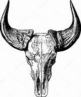 Skull Cow Buffalo Drawing Getdrawings Skulls sketch template