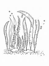 Seaweed Coloring Pages Printable Print sketch template