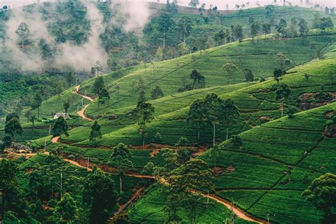 visit   tea plantation  mandatory  nuwara eliya