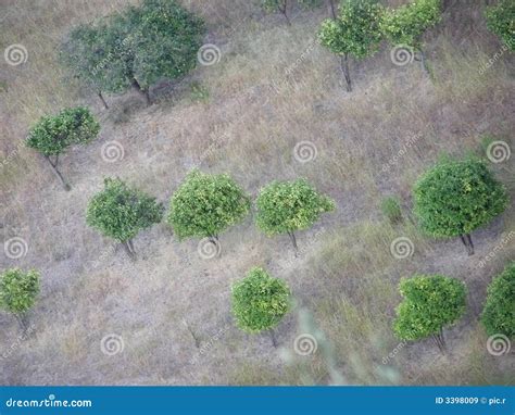 trees   stock image image  landscape birds
