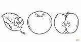 Apfel Apfelbaum Appel Ausdrucken Blatt Mitad Manzana Gesneden Cortada Malvorlagen Dibujo Malvorlage Tree Manzano äpfel Apples æbler sketch template
