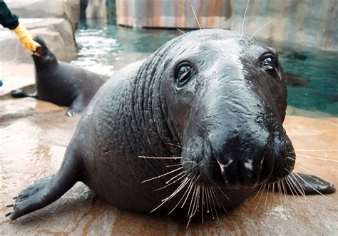zoo seal harbor seal oregon zoo  atlantic grey seal   species  marine animal