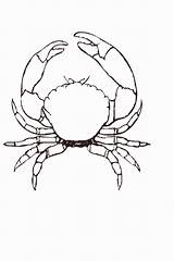 Beach Crabs Benewideas sketch template