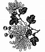 Chrysanthemum Coloringsun sketch template