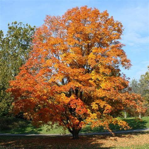 sugar maple acer saccharum north american insects spiders