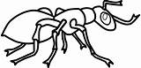 Ant Hormigas Ants Pinclipart Hormiga Webstockreview sketch template