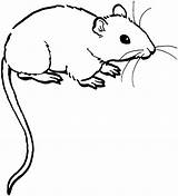 Coloring Mouse Pages Printable Animals Preschool Kids sketch template