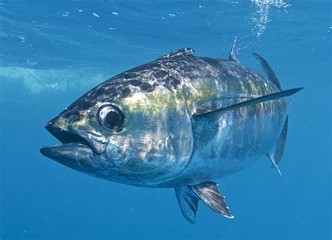blackfin tuna basics fin  field blog