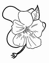 Hibiscus Hibisco Colorir Colorironline Onlinecoloringpages Desenhos sketch template