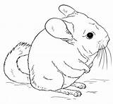 Chinchilla Coloring Pages Cute Tailed Chinchillas Printable Drawing Clipart Draw Long Drawings Short Animal Supercoloring Color Crafts Cartoon Clipground Getdrawings sketch template