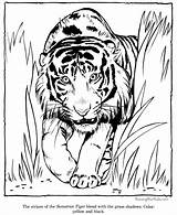 Coloring Tiger Printable Pages Popular sketch template