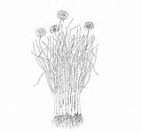 Chives Grow sketch template