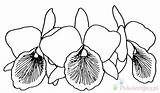 Orchid Orchids Kolorowanki Storczyki Getdrawings Wydruku Webstockreview Imagixs sketch template