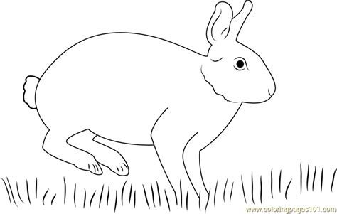eastern cottontail rabbit coloring page  kids  rabbit
