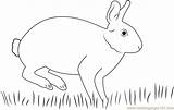 Cottontail Rabbit Coloringpages101 sketch template