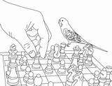 Chess Parakeet Playing Coloringsun sketch template