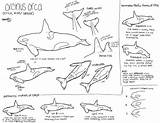 Coloring Pages Whales Killer Orca Whale Colouring Library Clipart Popular sketch template