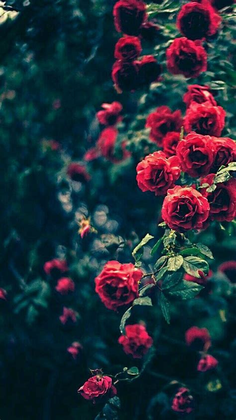 pin  starindark  nice wallpaper flowers black