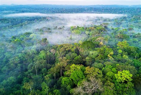 humanity  brazilian amazon   releasing  carbon dioxide   absorbs