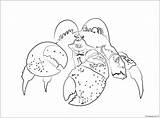 Coconut Tamatoa Crab Giant Coloring Pages Color Printable Print Coloringpagesonly sketch template