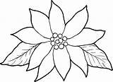 Poinsettia Coloring Drawing Christmas Printable Template Outline Flower Kids Pages Line Clipart Things Flowers Print Drawings Leaf Library Clip Getdrawings sketch template