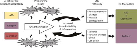 neurobehavioral comorbidities  epilepsy role  inflammation mazarati  epilepsia