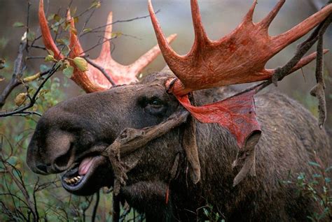 moose shed  antlers