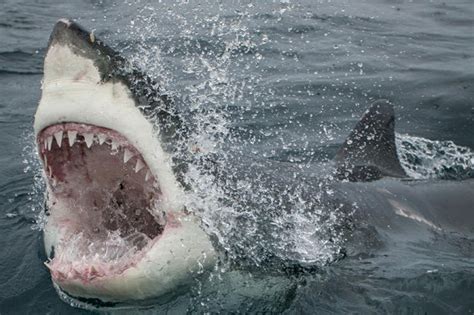 real life jaws world s biggest great white shark caught on camera daily star