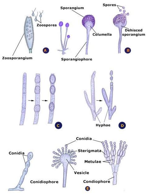 Reproduction Of Fungi Mycology All You Need To Know