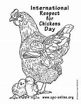 Chickens Coloring Respect International Downloadable Pdf sketch template