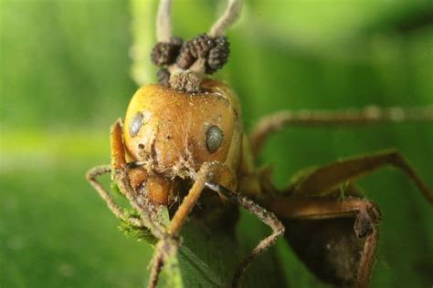 Zombie Fungus Enslaves Only Its Favorite Ant Brains Live Science