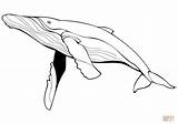 Whale Blue Coloring Drawing Pages Line Whales Printable Color Print Drawings Supercoloring Categories sketch template