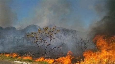 amazon rainforest fires hit record number  year   incidents detected