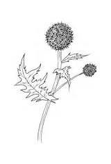 Thistle sketch template