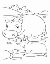 Hippo Coloring Pages Baby Mother Kids Animal Print Choose Board sketch template