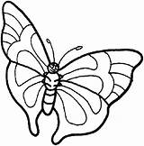 Farfalle Disegno sketch template