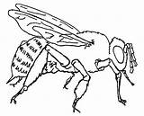 Bee Coloring Pages Honey Mature Sting Sharp sketch template