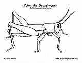 Grasshopper Coloring Exploringnature sketch template