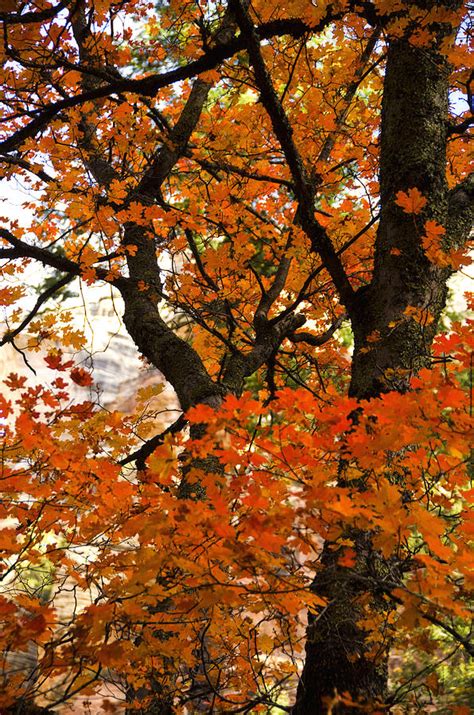 red tree photograph  saija lehtonen